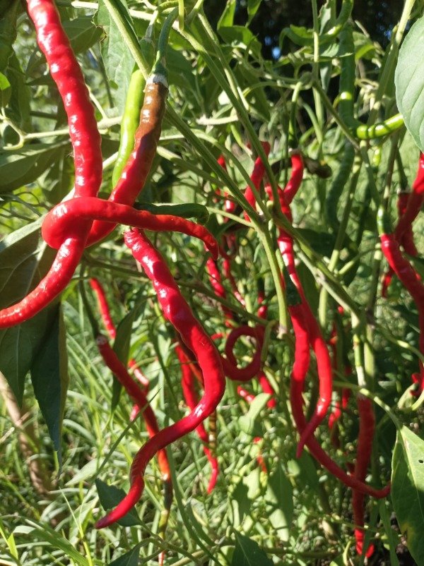 Producto - Ají picante Thunder Longhorn - 0