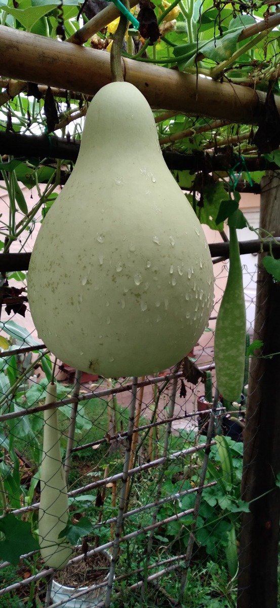Producto - Semillas de calabaza lagenaria pear gourd