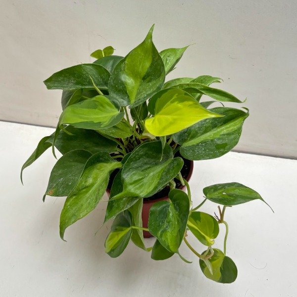 Producto - Philodendron Cordatum Brasil