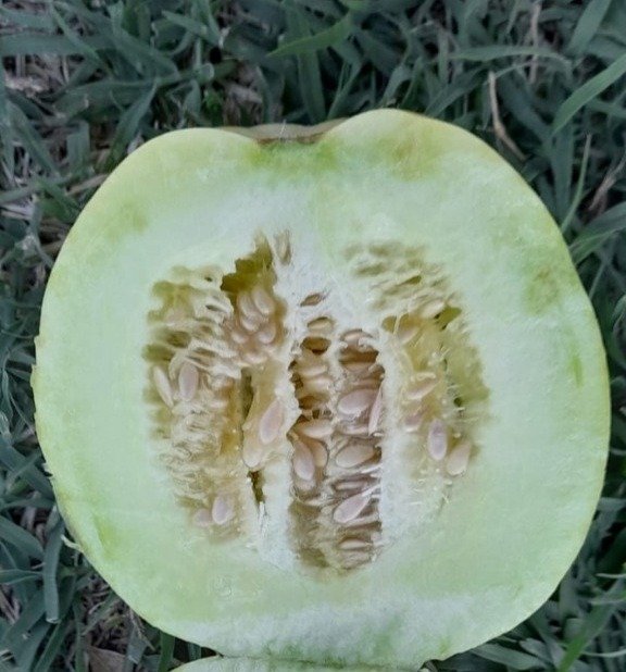 Producto - Melón Sakata