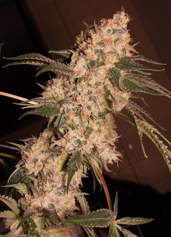 Producto - STAR POWER