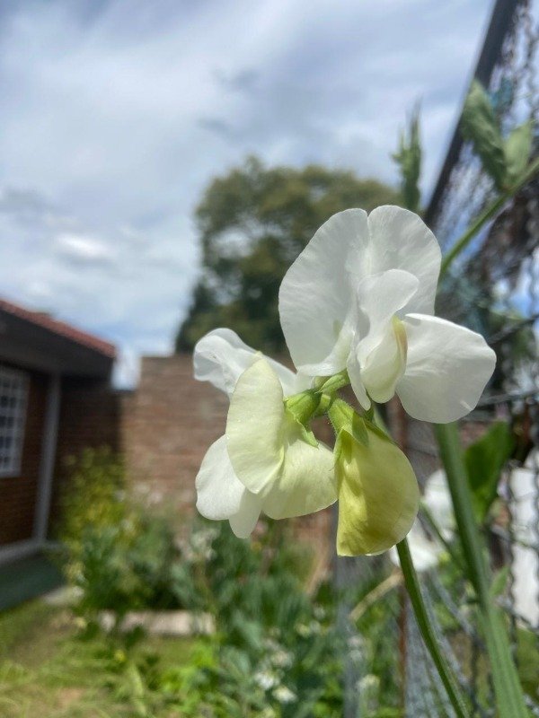 Producto - Semillas Agroecologicas de arvejilla blanca