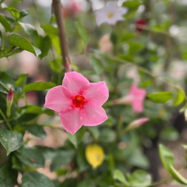 Producto - DIPLADEMIA