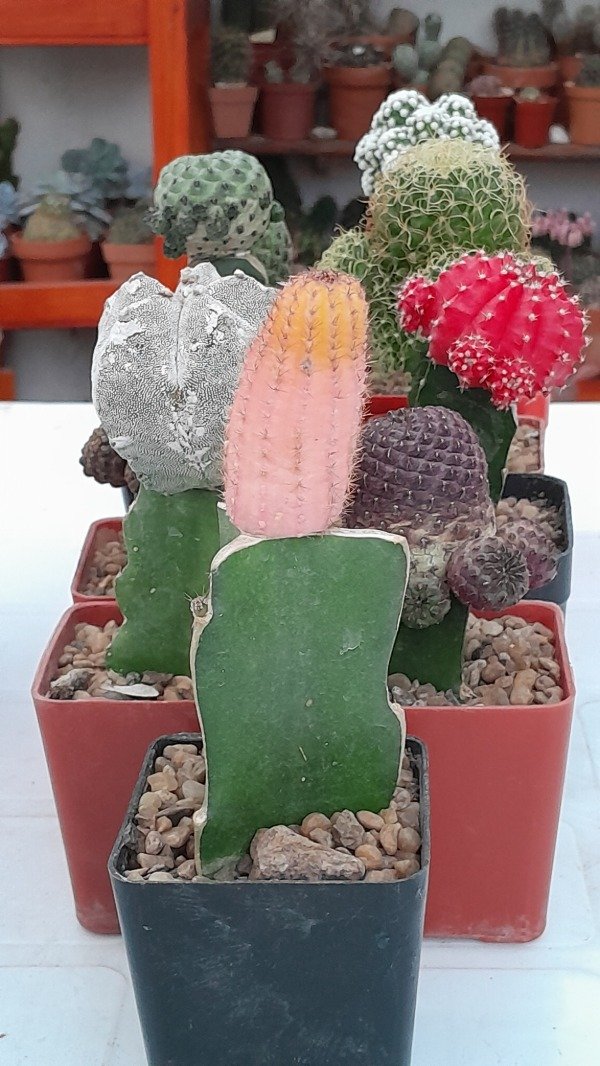 Miniatura de producto - 3