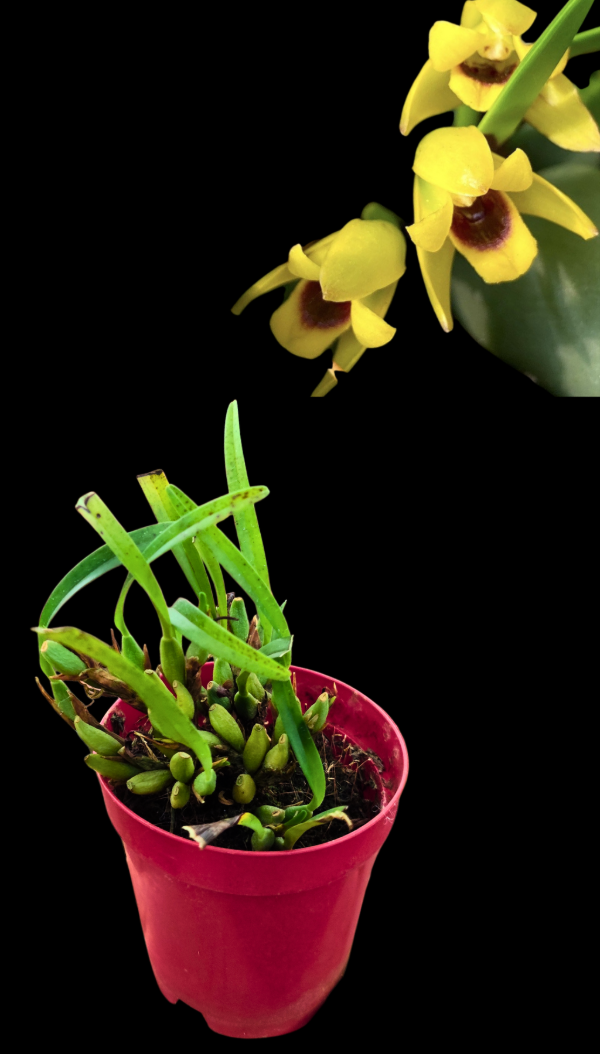 Producto - Maxillaria Variabilis