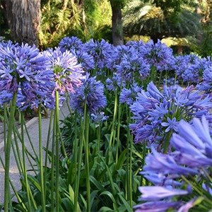Producto - Agapanthus africanus