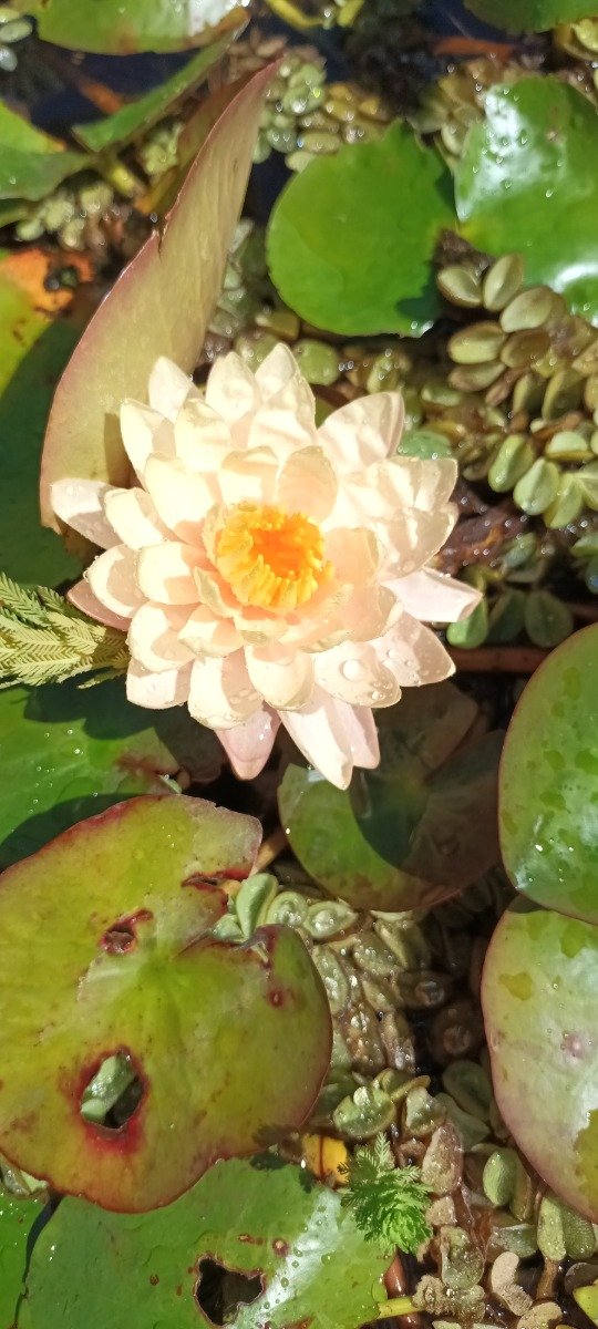 Producto - Nenúfar - 1