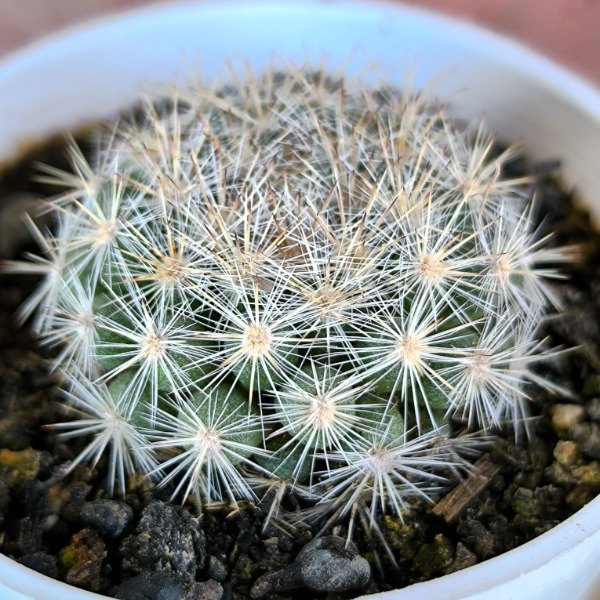 Producto - Mammillaria candida