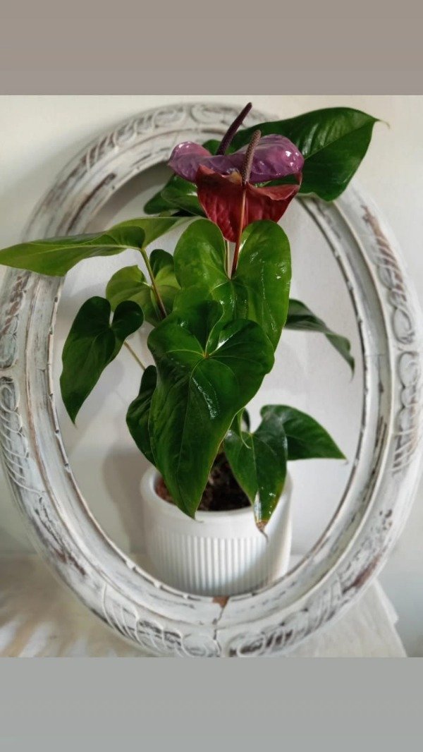 Producto - ANTHURIUM