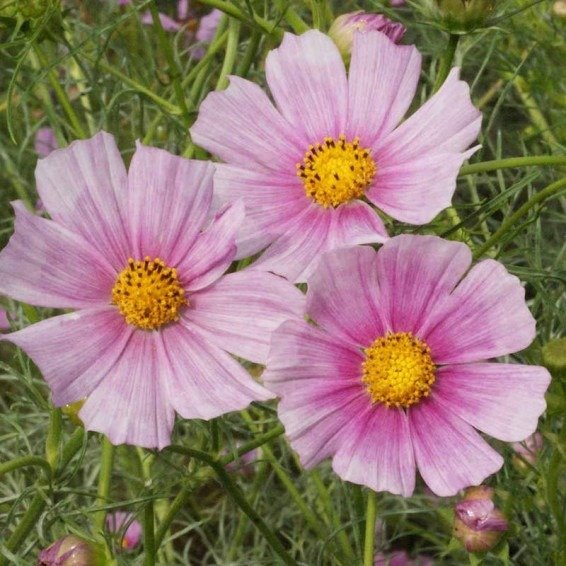 Producto - 30 Semillas De Cosmos Daydream Flor Atrae Mariposas Autosiembra - 1