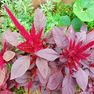 Producto - Amaranto Melena Rojo