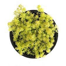 Producto - Sedum Oro