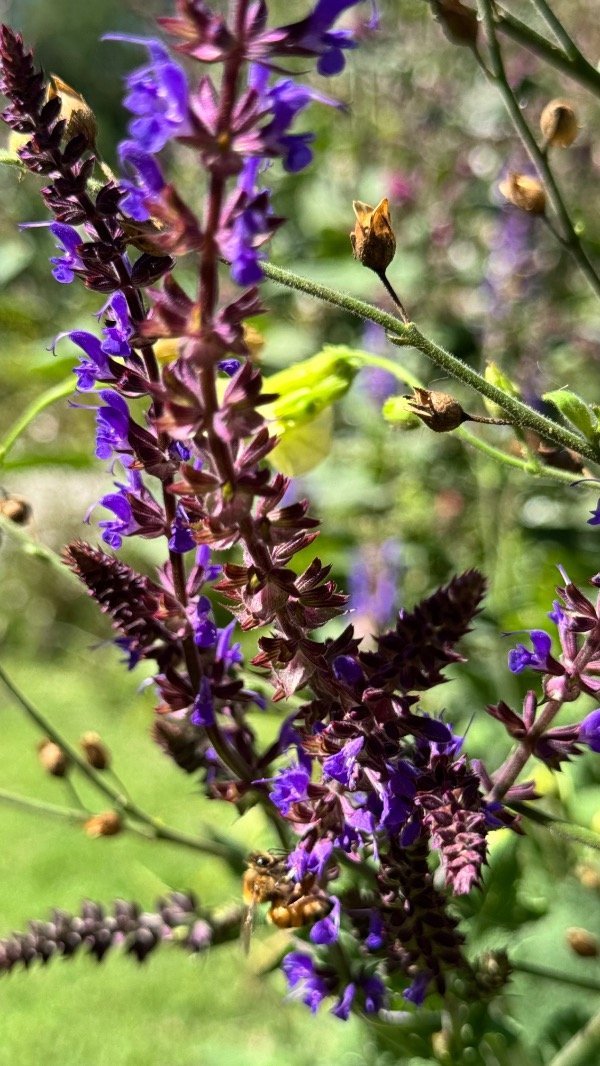 Producto - SALVIA X SYLVESTRIS OSTFRIESLAND