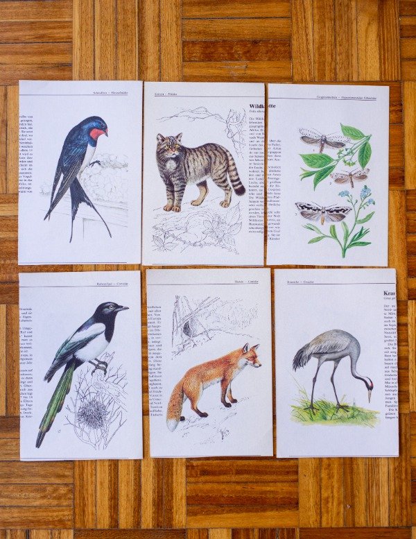 Producto - Láminas Fauna II