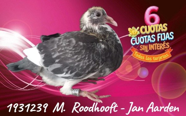 Producto - 1931239 H ROODHOOFT - JAN AAREN