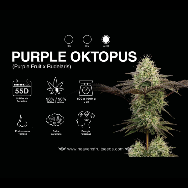 Producto - HEAVENS FRUIT PURPLE OKTOPUS