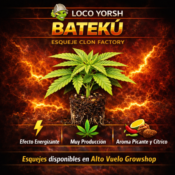 Producto - Esqueje Loco Yorsh - Bateku