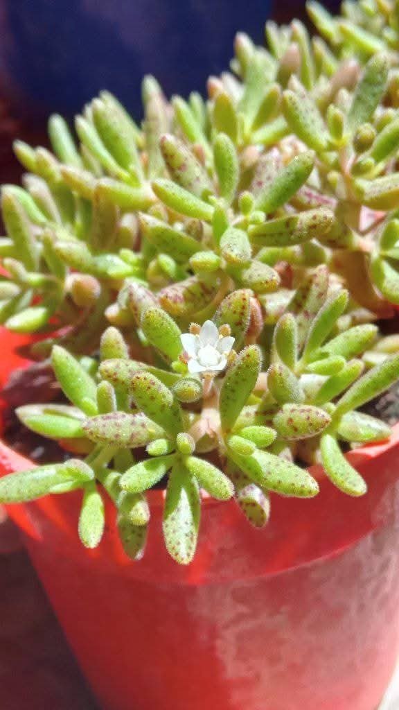 Producto - Crassula humbertii