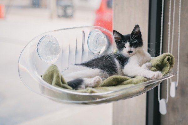 Producto - cama acrilica para ventana