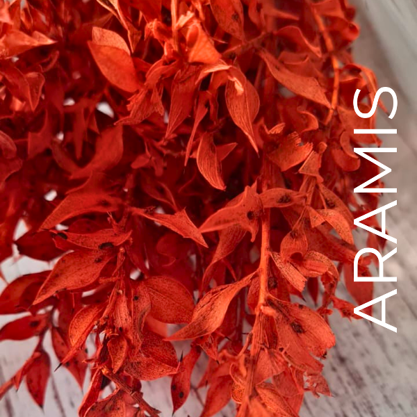 Producto - Ruscus rojo