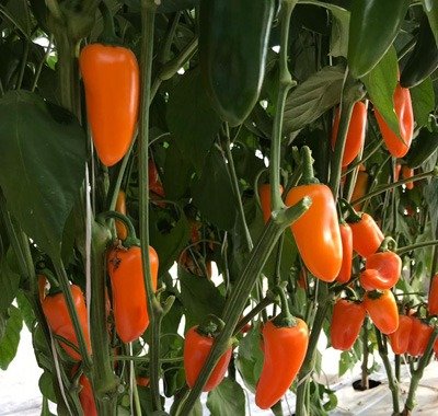 Producto - Ají Mini Snack Naranja (No Pica)