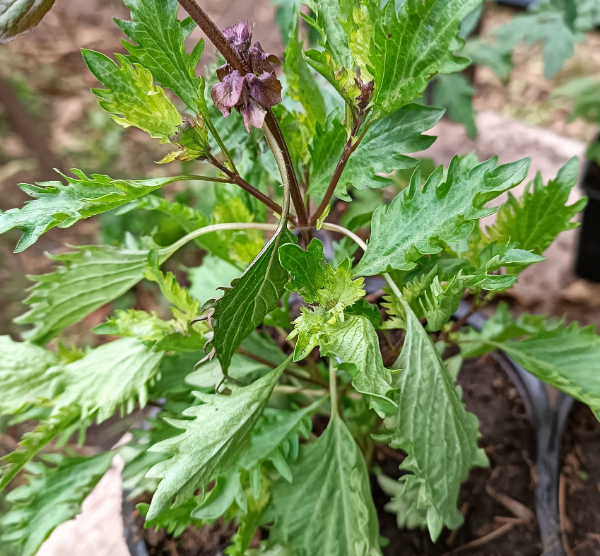 Producto - SEMILLAS DE ALBAHACA DE ZANZIBAR