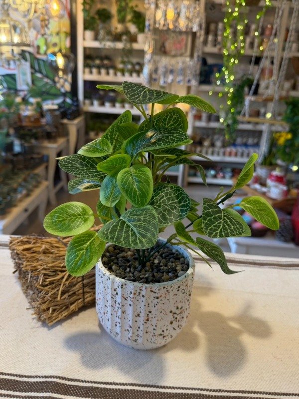 Producto - Planta Fitonia en maceta 30 cm ( Efectivo: 23.920)