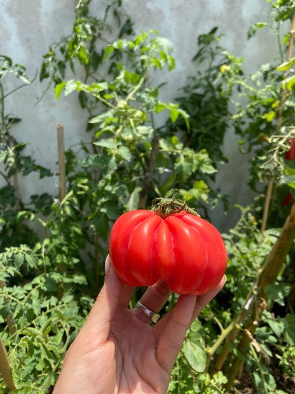 Producto - Semillas Agroecologicas de tomate canestrino