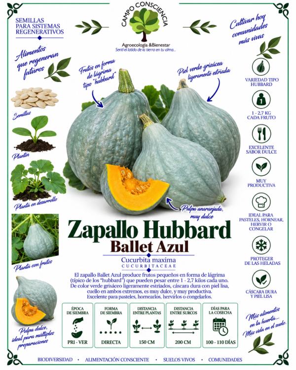 Producto - Zapallo Hubbard Ballet Azul - Semillas Agroecológicas