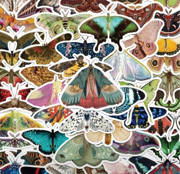 Producto - Set de stickers mariposas y polillas x 5