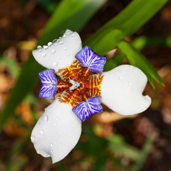 Producto - Trimezia candida
