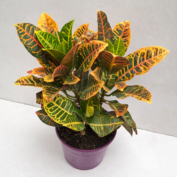 Producto - Croton Petra MEGA