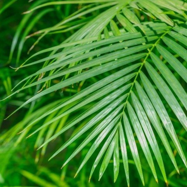Producto - Areca