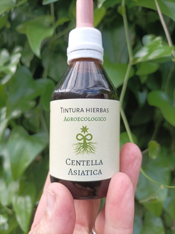 Producto - TINTURA madre Centella asiática