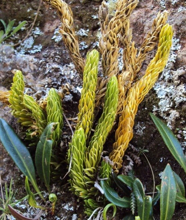 Miniatura de producto - 8