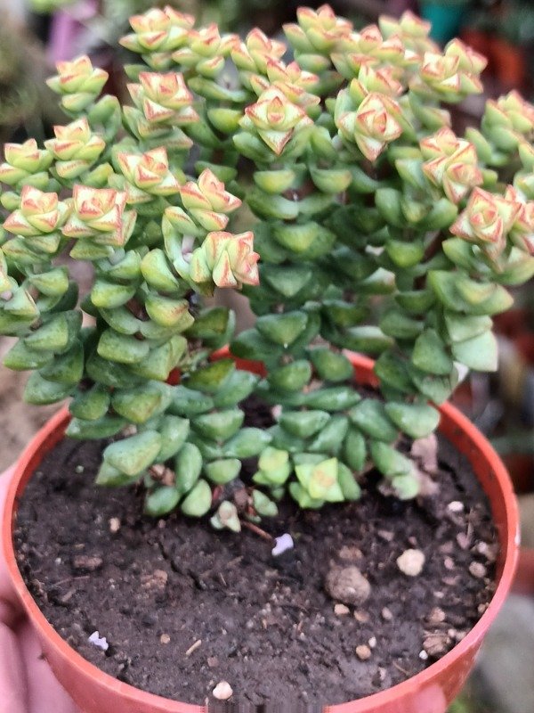 Producto - Crassula perforata - 1