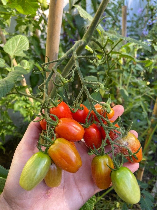 Producto - Semillas agroecologicas de cherry perita rojo