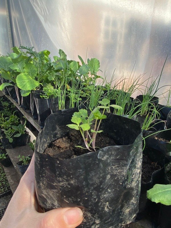 Producto - Plantines agroecologicos de apio rosa