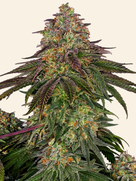 Producto - Sweet Cherry Kush x3 - Sensi Seeds