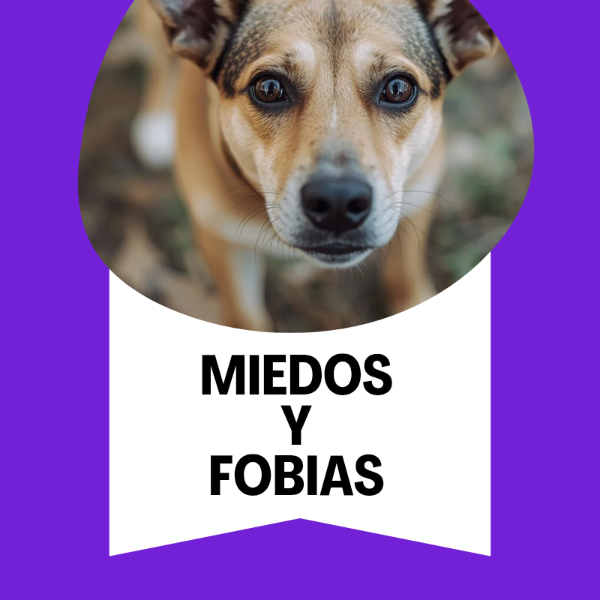 Producto - Miedos y Fobias