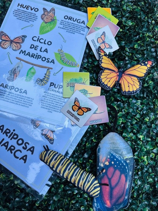 Producto - KIT CICLO MARIPOSA MONARCA