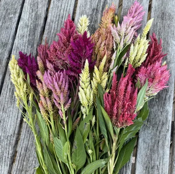 Producto - Celosia pampas plum mix