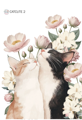 Producto - CATCUTE 2 TR