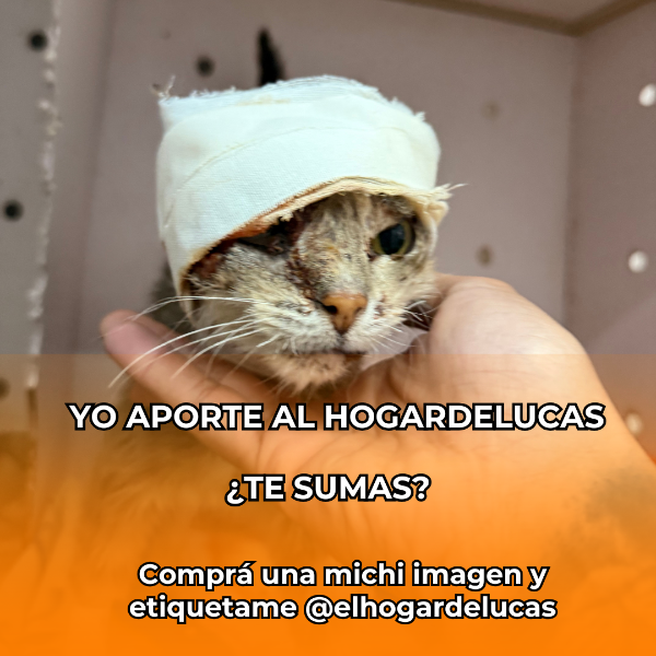 Producto - MICHI IMAGEN 02
