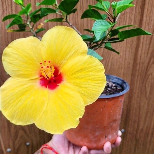 Producto - Rosa china