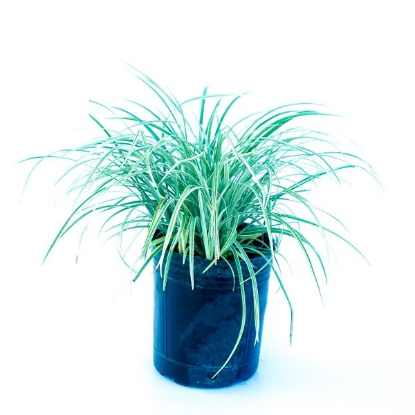 Producto - Liriope Azteca