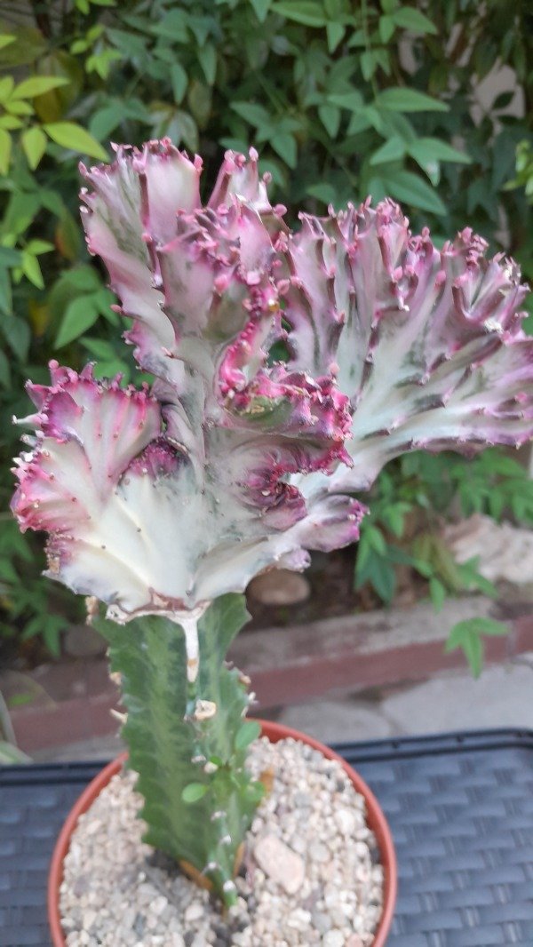 Producto - Euphorbia Lactea Crestada (injertado)