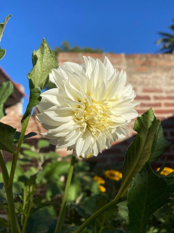 Producto - Semillas Agroecologicas de Dalia Blanca Pom Pom
