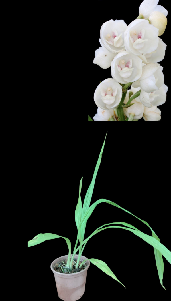 Producto - Peristeria Elata - Orquídea Espíritu Santo