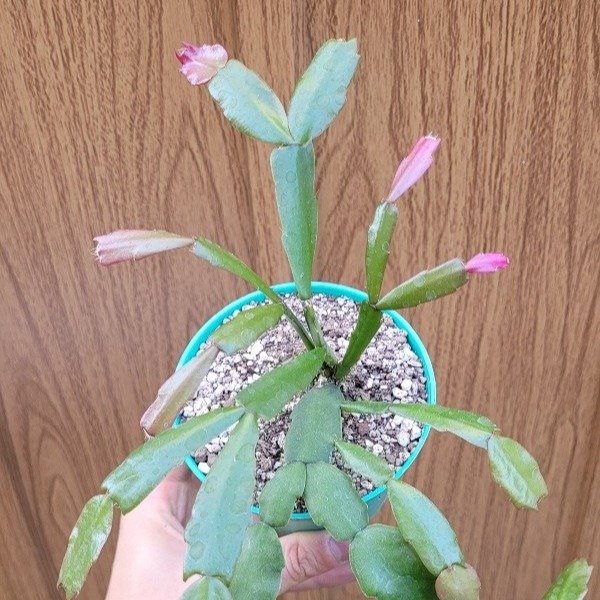 Producto - Schulumbergera truncata "Sta. teresita"